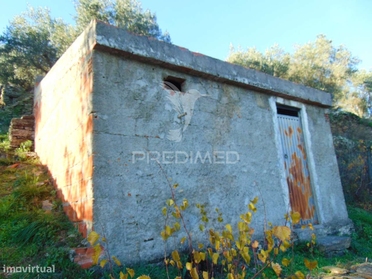 Terreno / Olival em Abaças - Vila Real - Grande imagem: 5/18