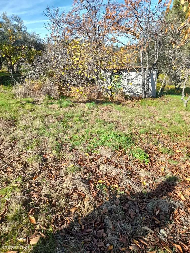 Oportunidade Única: Terreno Rústico em Violeiro, São Vicente da Beira - Grande imagem: 5/5