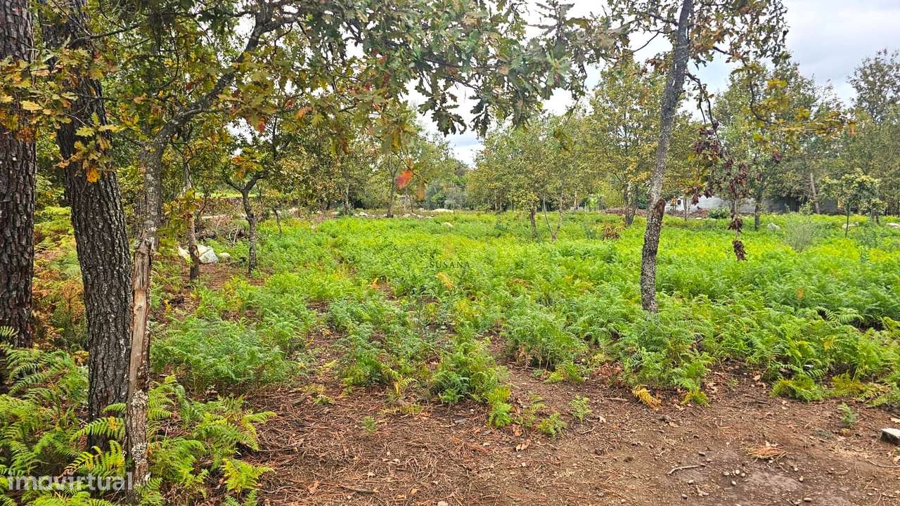 Terreno Rústico  Venda em Rio de Loba,Viseu - Grande imagem: 3/6