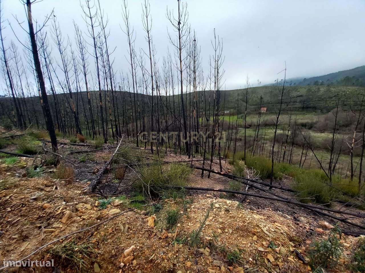 Terreno Rustico com 10000m2 Sobrainho da Ribeira - Grande imagem: 5/12