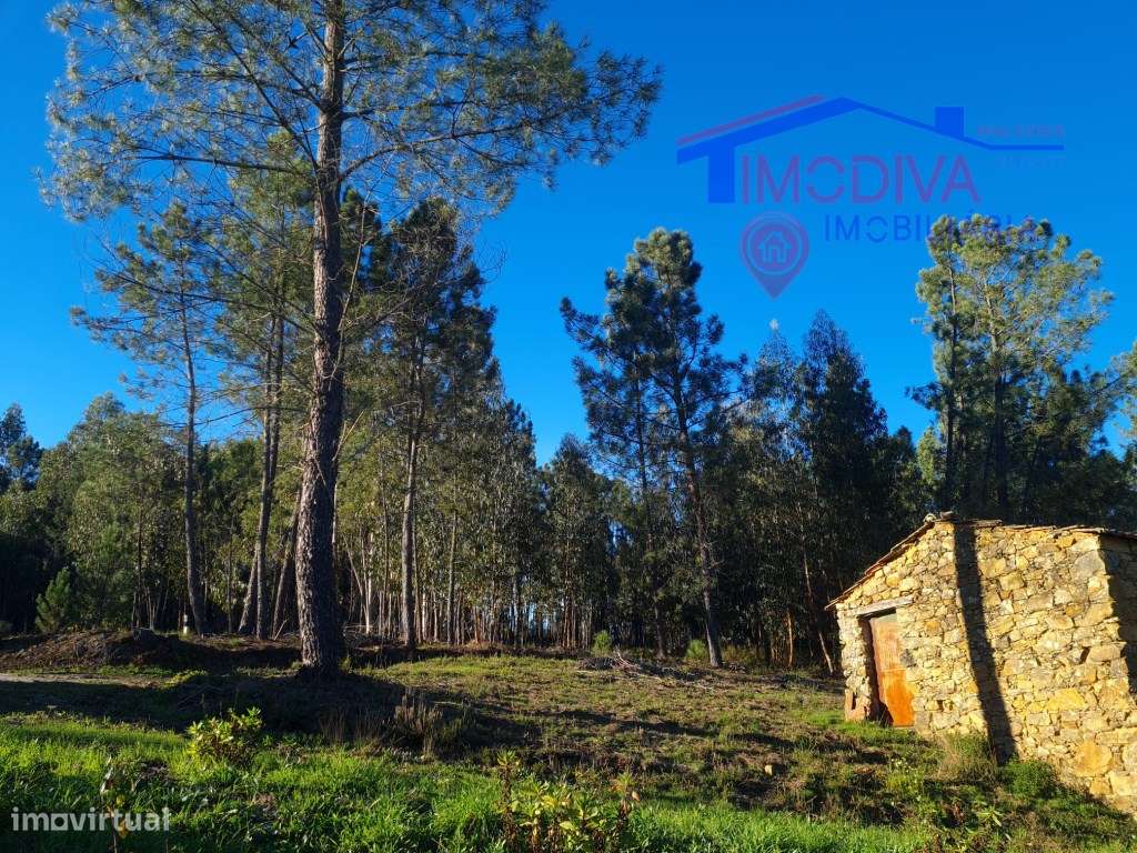 Terreno com ruínas, poço e plantação de pinheiros em Pedrógão Grande - Grande imagem: 2/52