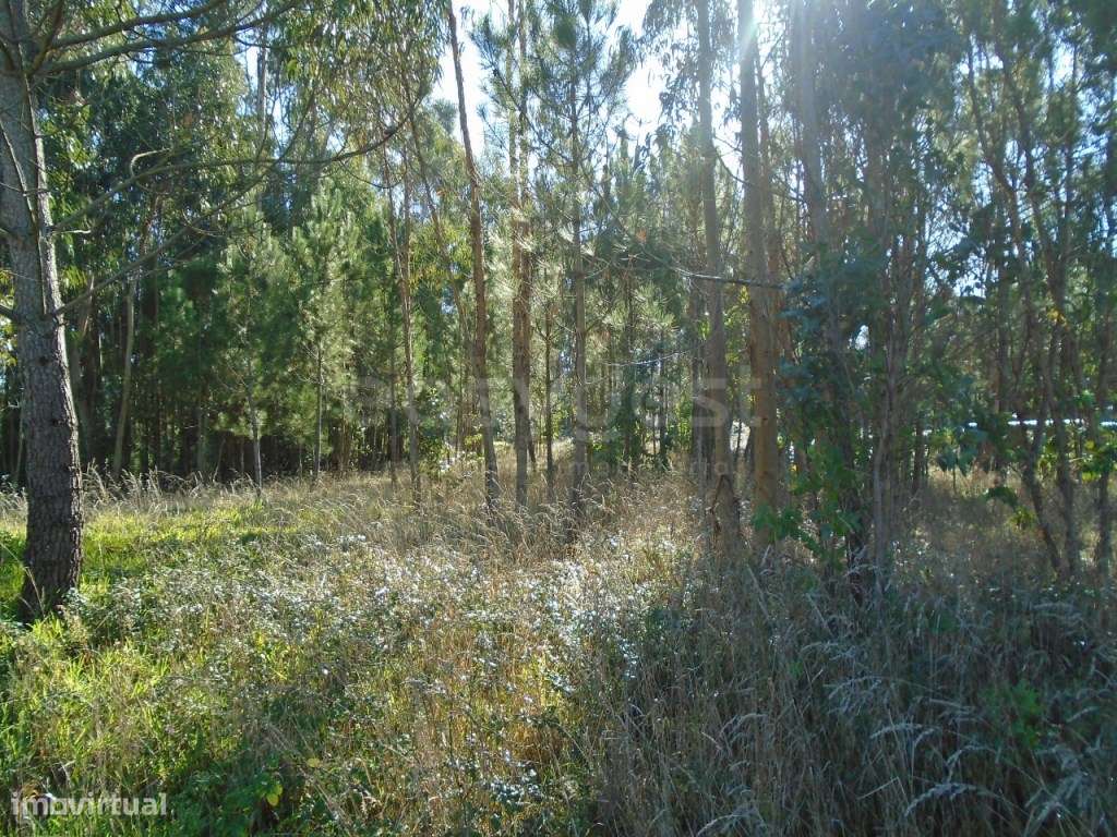 Terreno com 1493 m2 para Construção de Moradia em Burinhosa Pataias - Grande imagem: 5/13