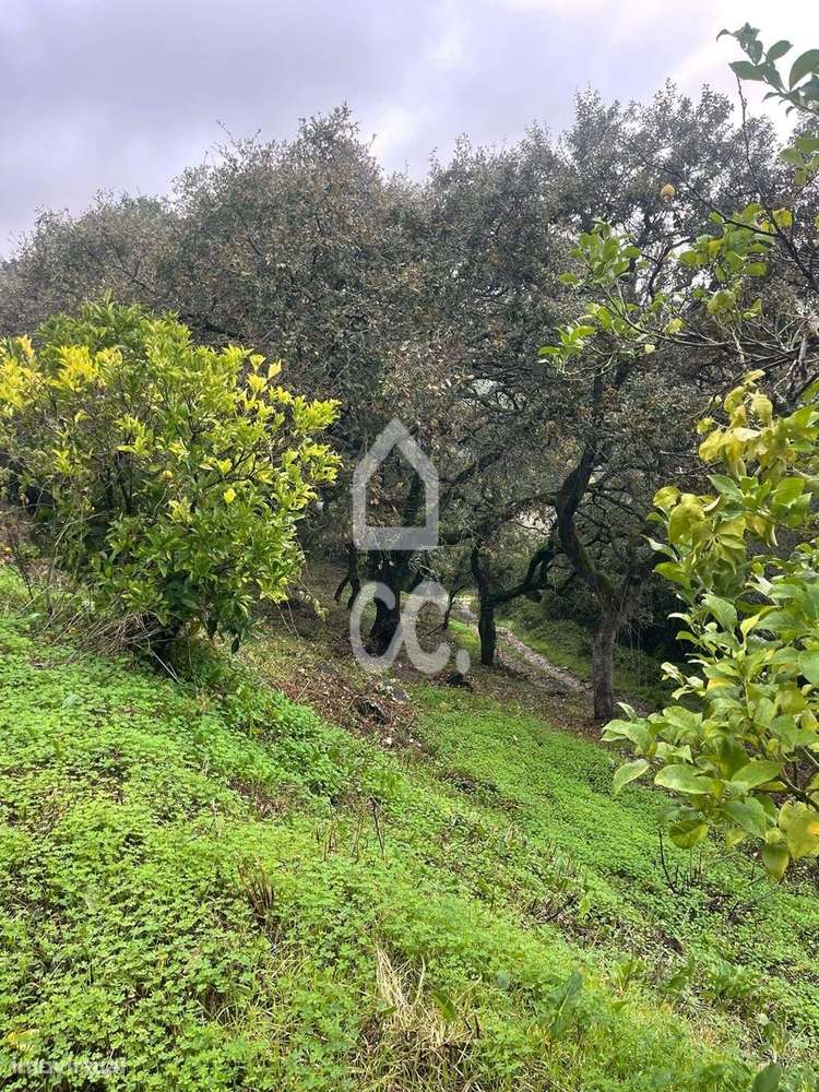 Terreno com poço legalizado e várias árvores de fruto-8