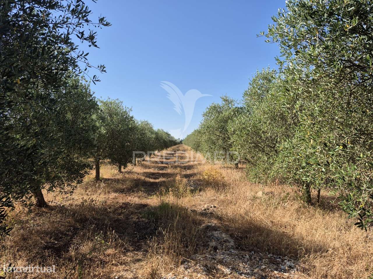 Olival intensivo - Grande imagem: 4/14