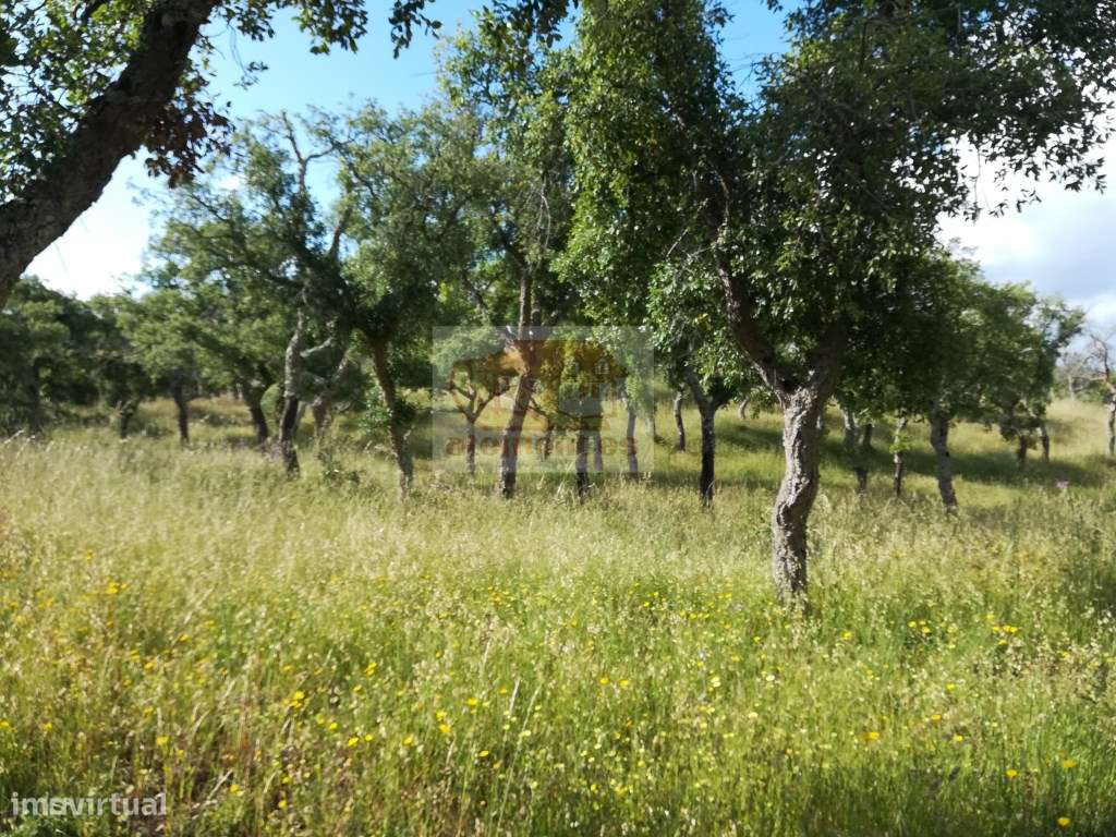 Terreno com ruína (43ha) em Melides - VISTA MAR - Grande imagem: 4/12