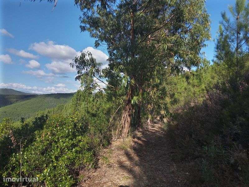 Terreno rustico zona de pinhal 3.8ha - Grande imagem: 5/9