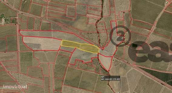 VINHA COM 1,87 HECTARES NA VIDIGUEIRA PARA VENDA - Grande imagem: 5/5