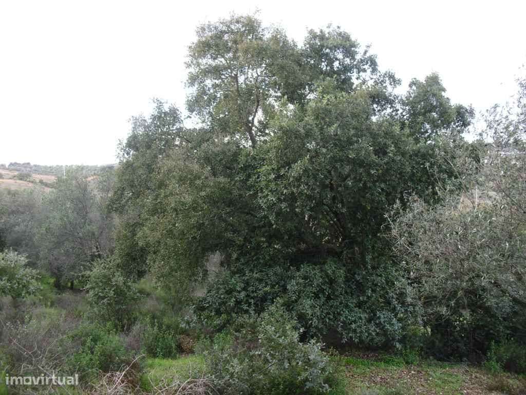 Terreno - Olival = Novo Preço!! - Grande imagem: 4/11