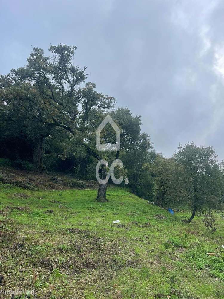 Terreno com poço legalizado e várias árvores de fruto-9