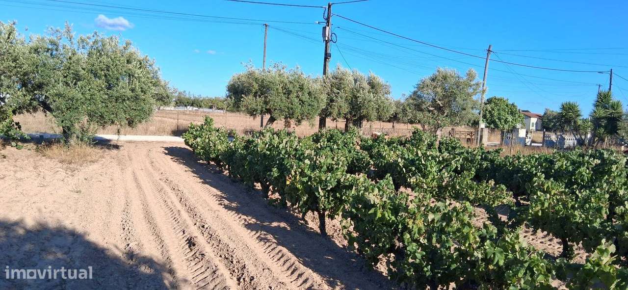 Terreno 5320 m2 – Glória do Ribatejo – Salvaterra de Magos-5