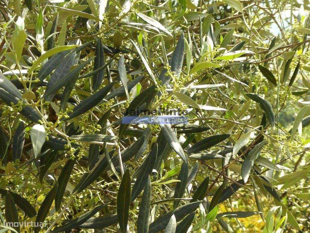 Ruína para restaurar em terreno de 3.500m2 com oliveiras. Portugal,... - Grande imagem: 4/9