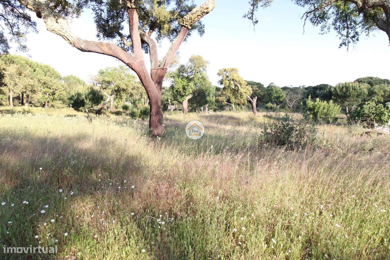 Terreno Rústico com 3,625 Hectares em Cortiçadas de Lavre e Lavre - Grande imagem: 4/24