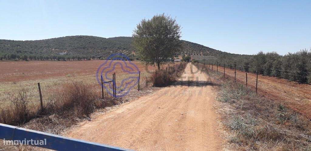 Terreno destinado a Olival - Grande imagem: 4/23