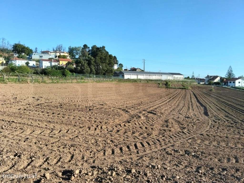 Terreno urbanizável com 19 m de frente- Branca / Albergaria-a-Velha-11