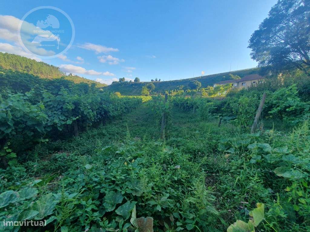 Quintinha à venda- Arco de Baúlhe-51