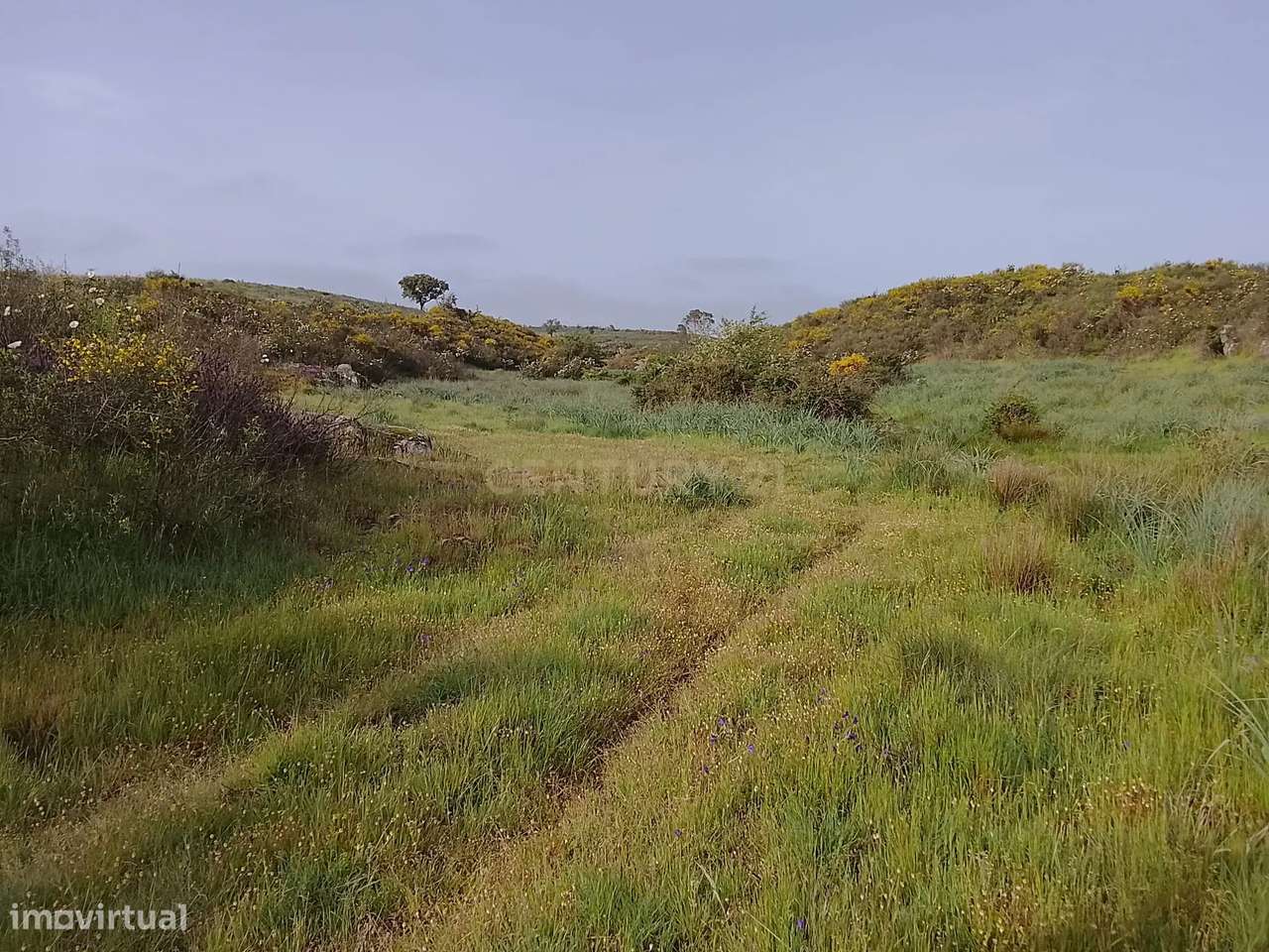 Terreno rústico 16.6ha Montalvão, Nisa-11