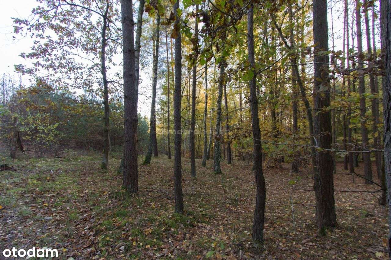 Działka Leśna - Pełny obrazek: 4/10