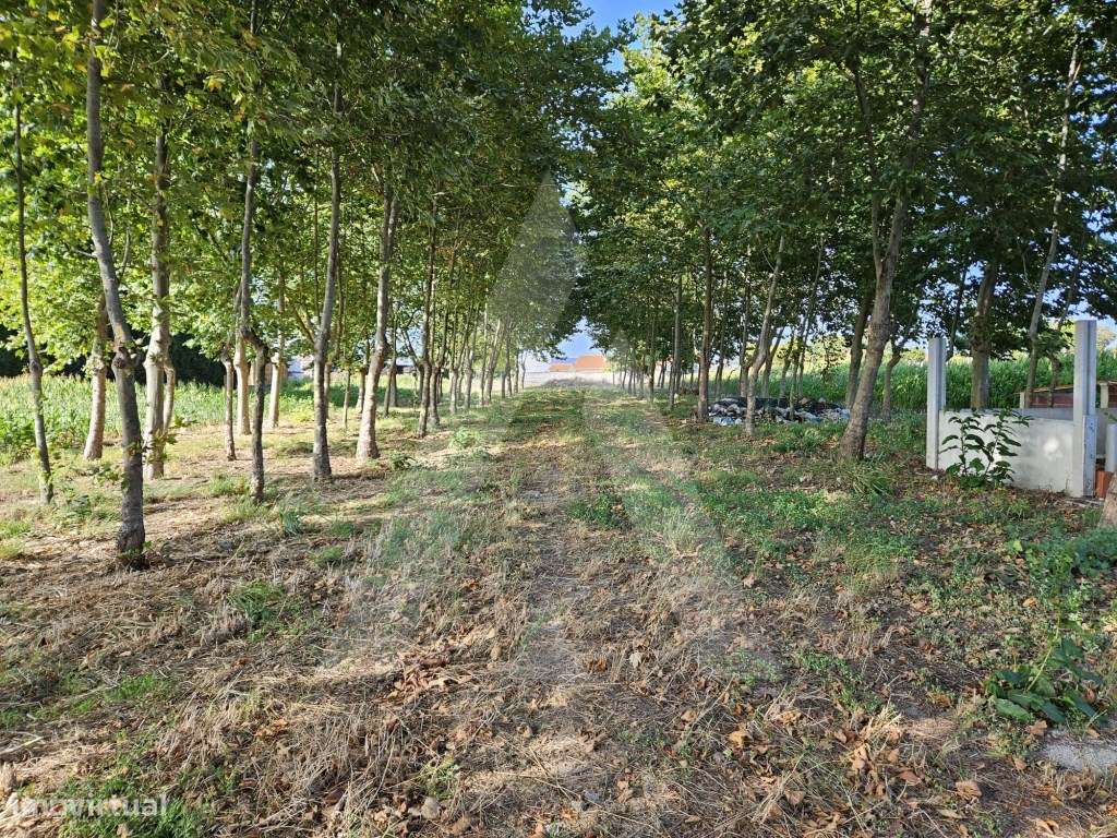 Terreno situado na freguesia de Ílhavo - Grande imagem: 4/12