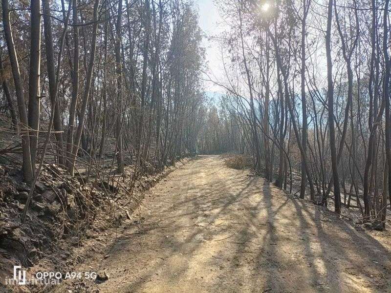 Pinhal com 1450 m2 situado no distrito de Coimbra, Arganil - Grande imagem: 4/9