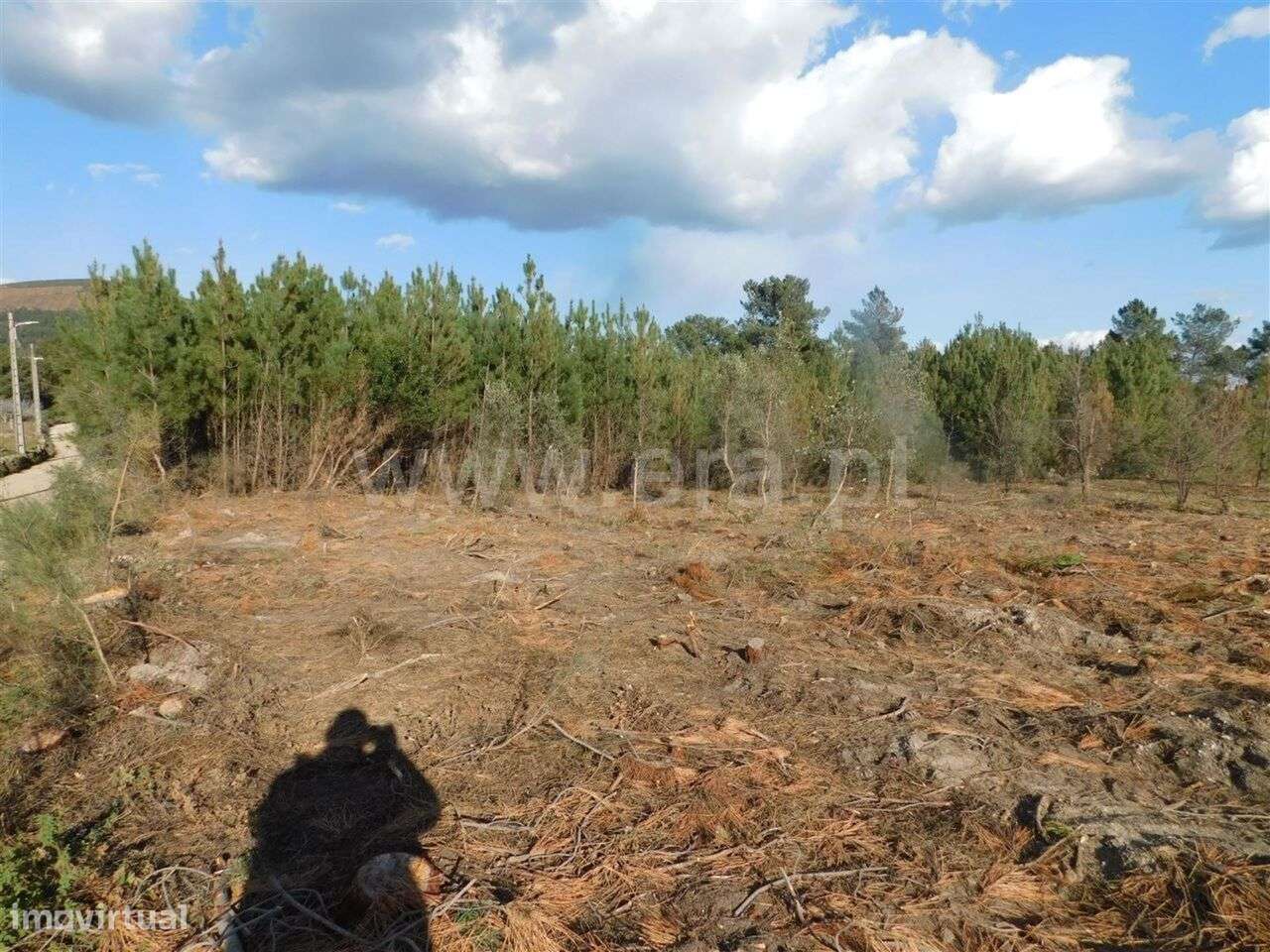 Quintinha / Fundão, Cortiçada - Grande imagem: 4/12