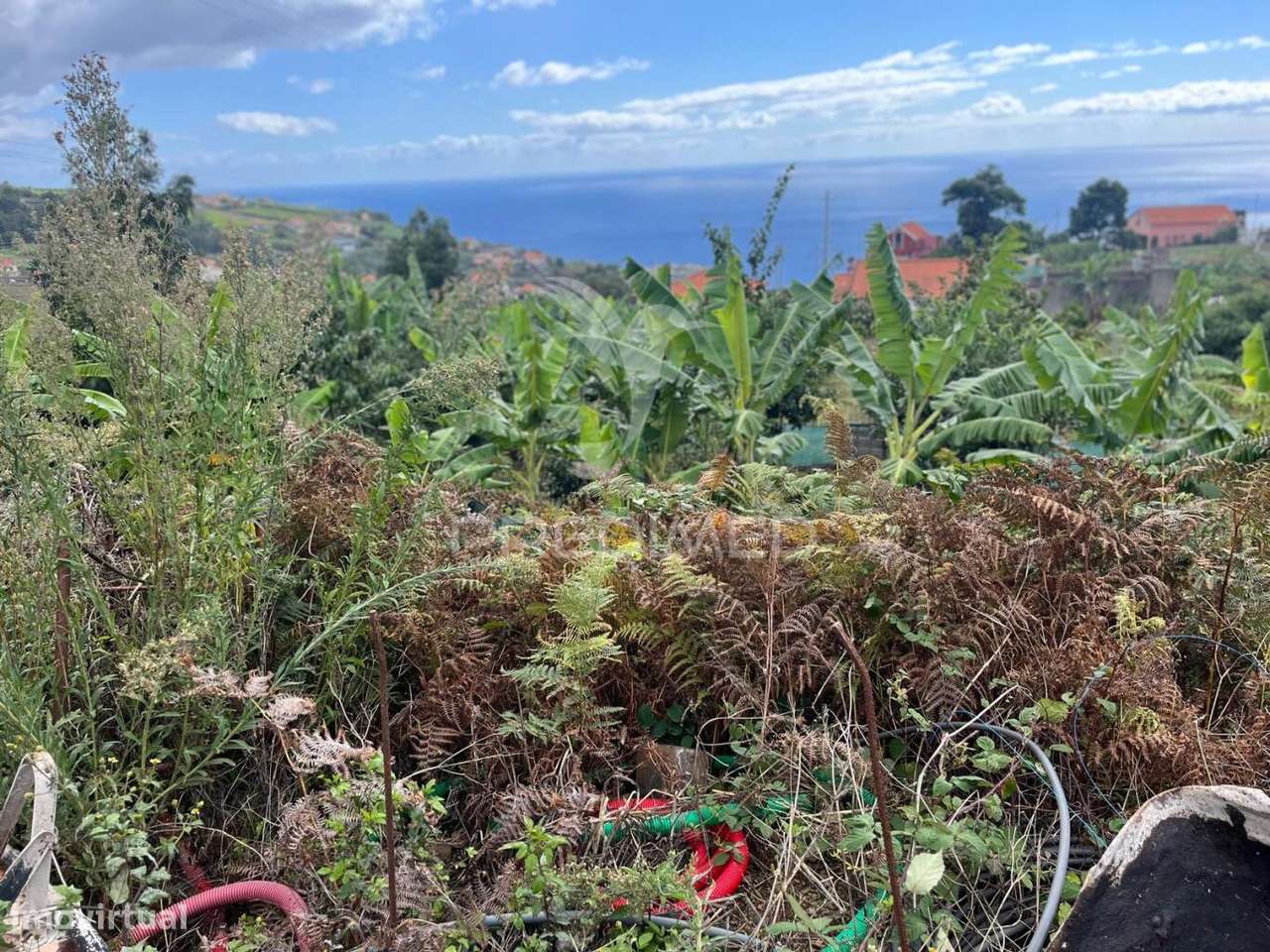 TERRENO E PALHEIRO NOS CANHAS PONTA DO SOL - Grande imagem: 5/9