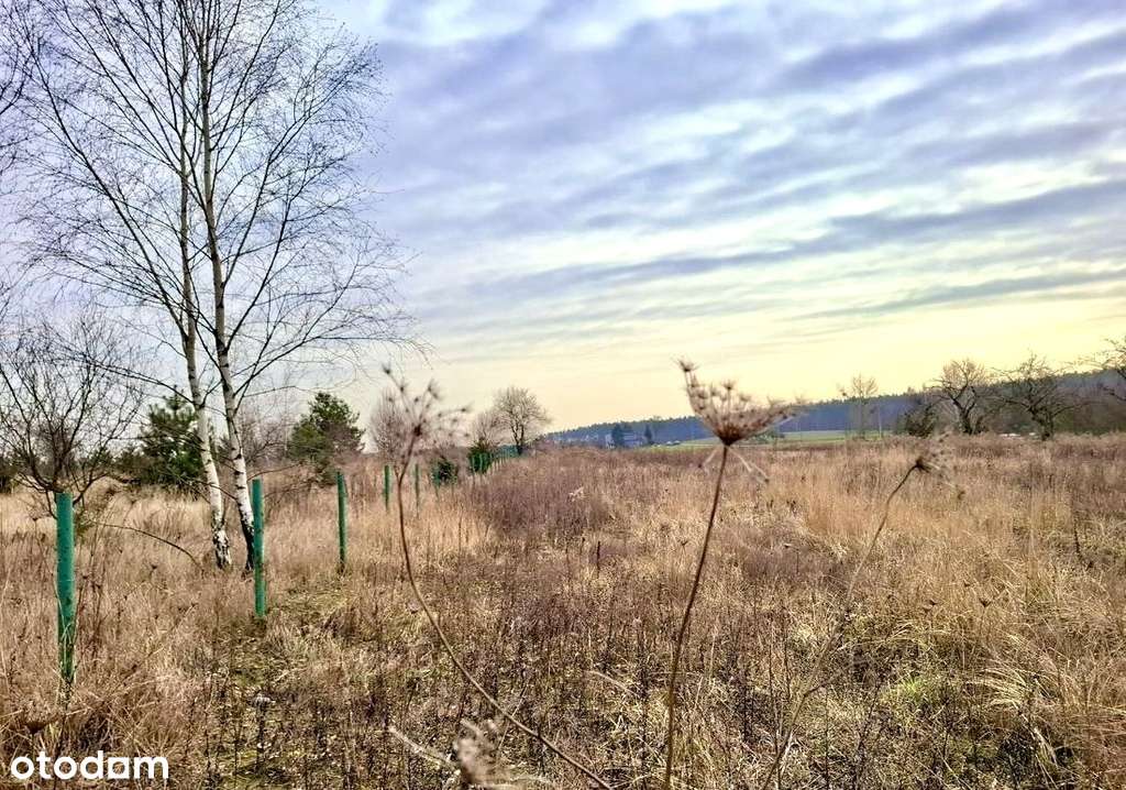 Działka budowlana w Pniewach-4