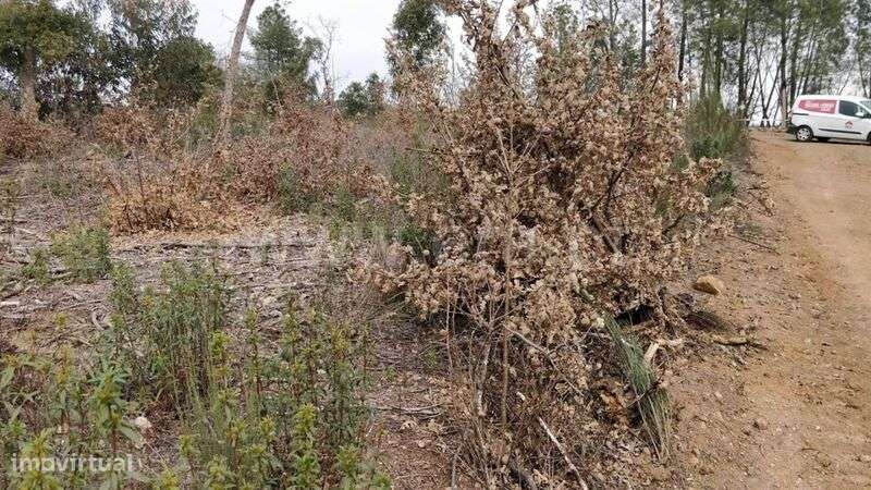 Terreno Rústico / Fundão, Pêro Viseu - Grande imagem: 5/6