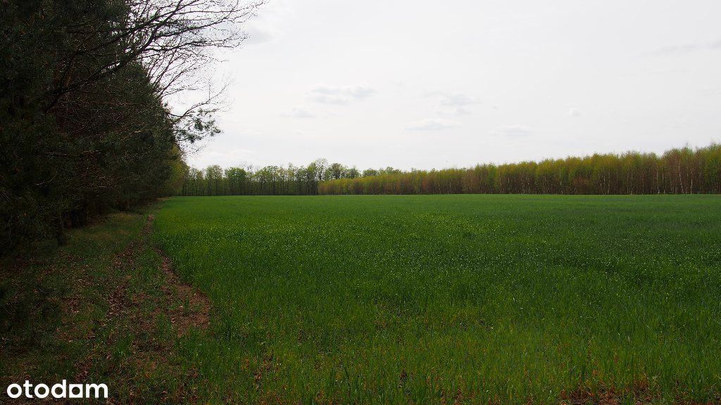 Grunty rolne i lasy - Rybitwy gm. Baboszewo