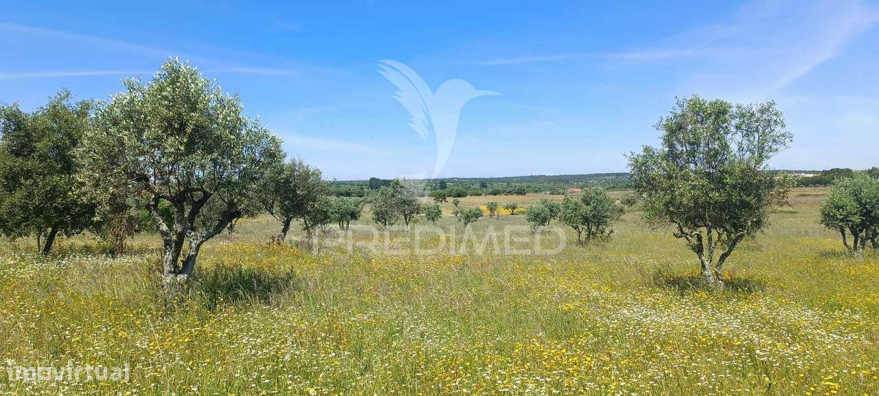 Terreno em Tolosa, Nisa - Grande imagem: 4/4