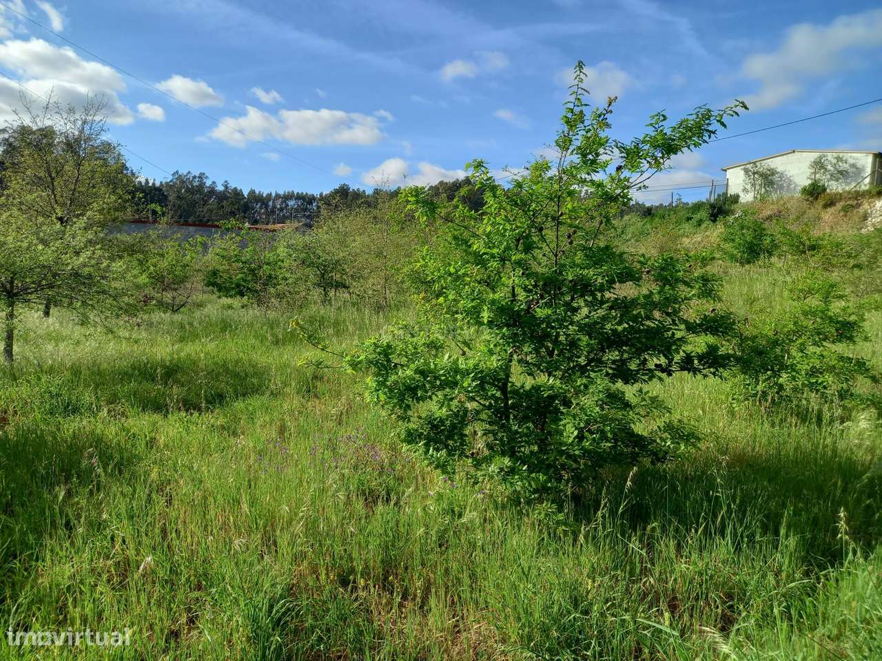 Terreno com 800 m2 em Barbas Novas - Grande imagem: 4/15
