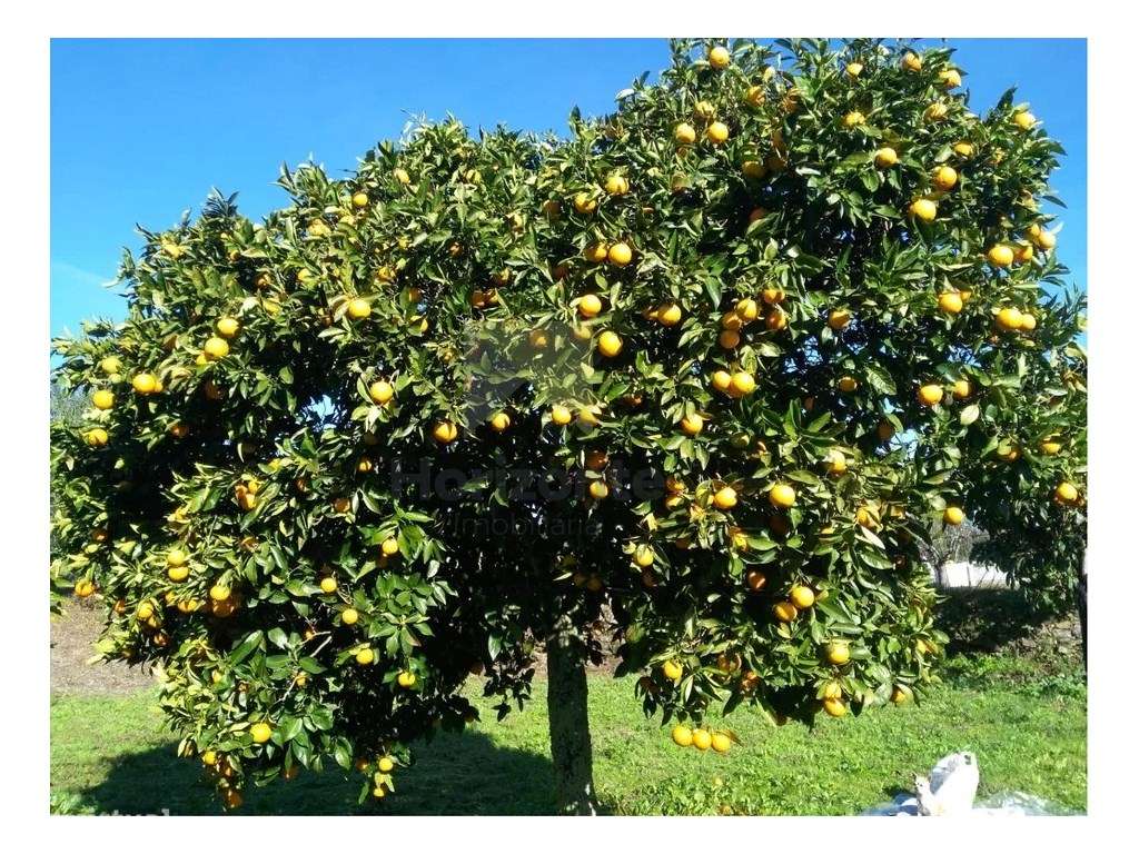 Terreno / Quinta para venda - Grande imagem: 3/6