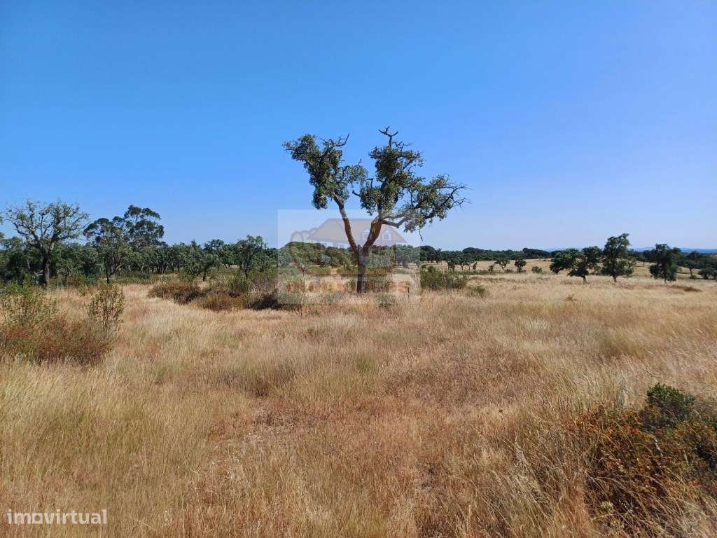 Terreno com paisagem típica alentejana - viabilidade para Turismo - Grande imagem: 3/11