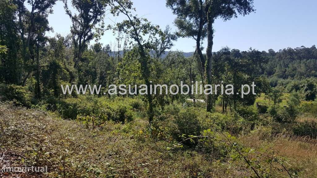 Bouça e Campo - Ferreiros - Grande imagem: 4/11