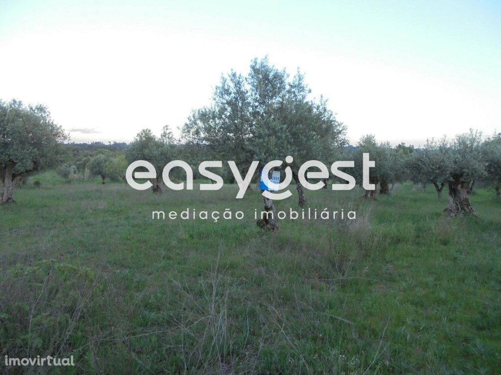 Terreno com oliveiras nas Curvaceiras