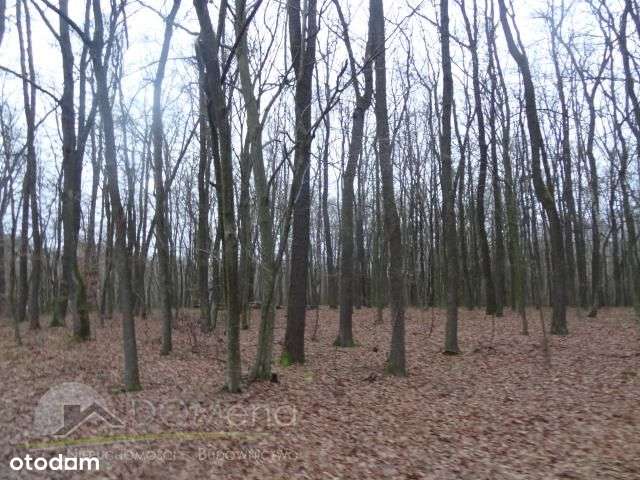 Działka, 8 600 m², Zawalów-6