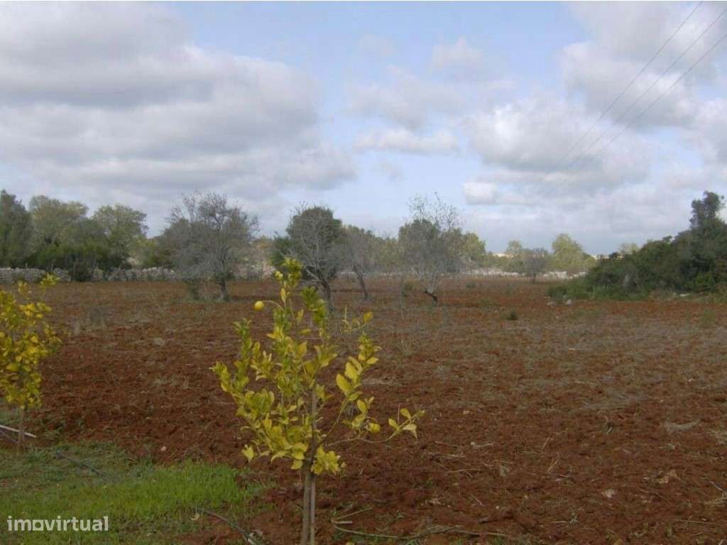 Excelente Terreno Rústico, Completamente Vedado, Guia-Albufeira - Grande imagem: 2/9