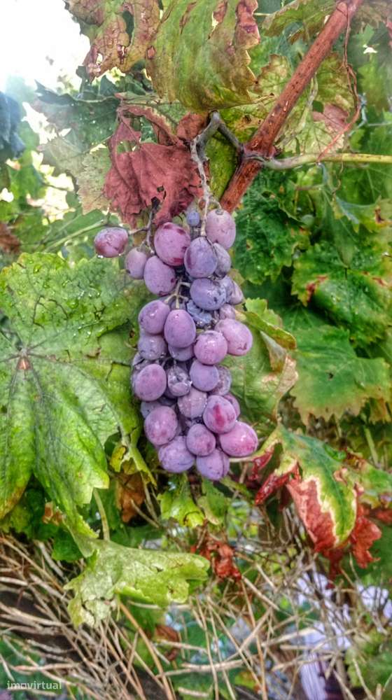 Moradia antiga para recuperação no Douro  Central - Grande imagem: 4/19