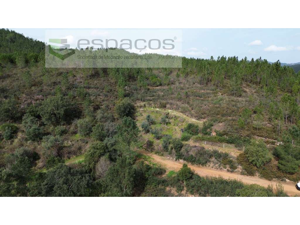 Terreno agrícola com 2 poços - Cerejeira - Grande imagem: 4/8