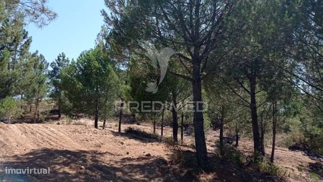 Conjunto de duas herdades 71,70 hectares, junto à vila de Mora. - Grande imagem: 4/35