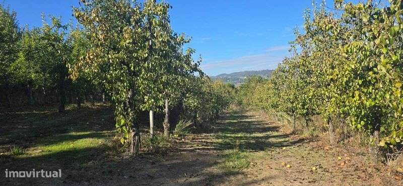 Vende-se Quinta de Santo Antonio - Grande imagem: 5/12