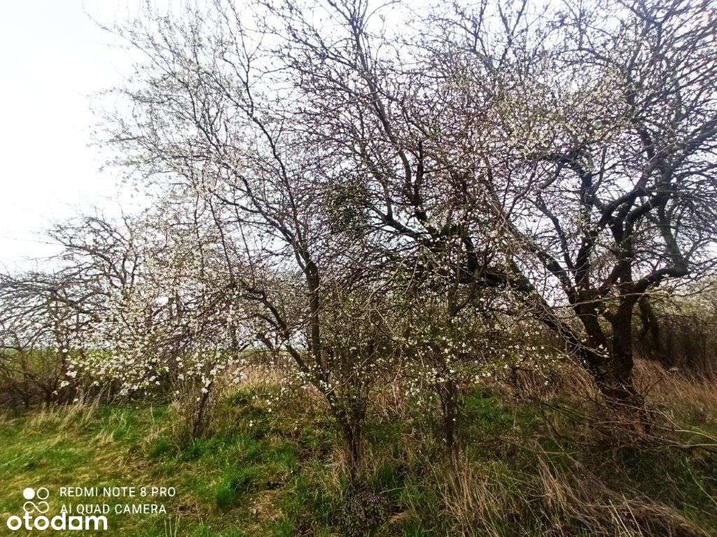 Działka Rolna 9900 M2-daszewice/mosina-3