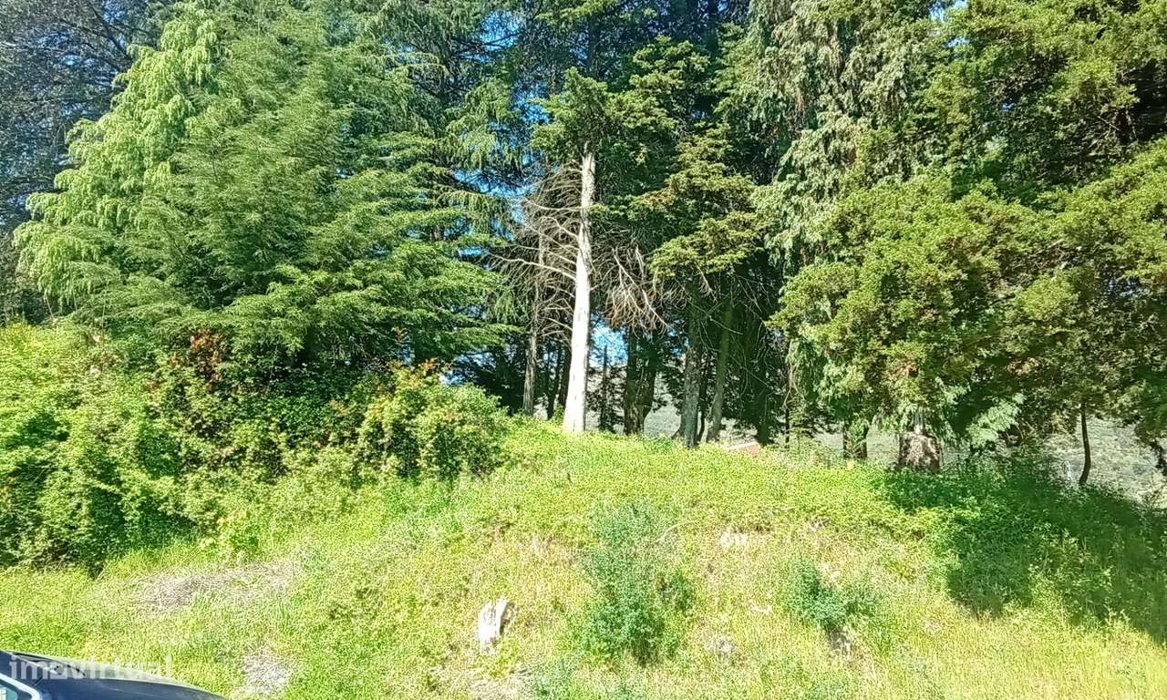 Terreno para Venda em Lamego: Grande Oportunidade de Investimento-13