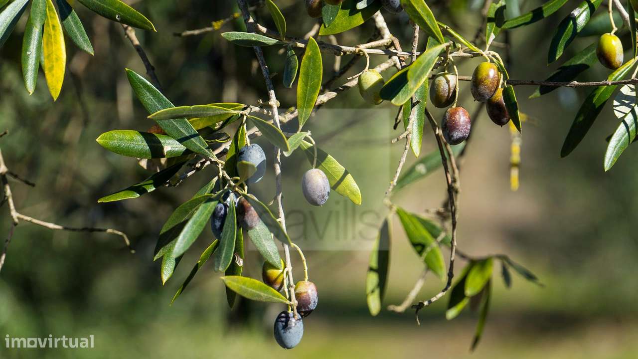 Project Green Valley-9