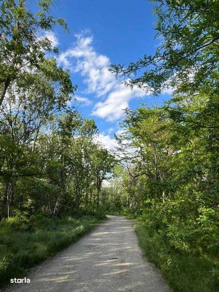 Comana, Jud Giurgiu, Str. Bujorului, 1262 mp, langa Parcul Natural - Imagine principală: 2/5
