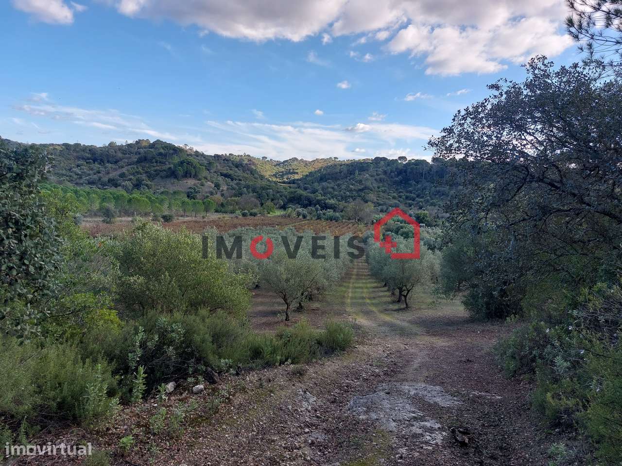 TERRENO COM OLIVEIRAS E VINHA, VINTE MIL METROS QUADRADOS! - Grande imagem: 4/8