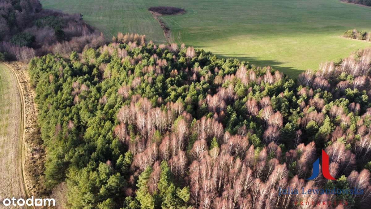 Atrakcyjna działka inwestycyjna – Gniewino-6