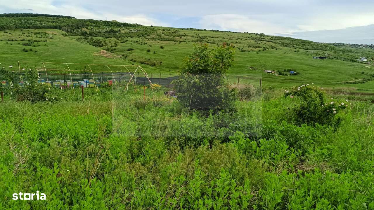 Teren Dorobant 1212mp-3