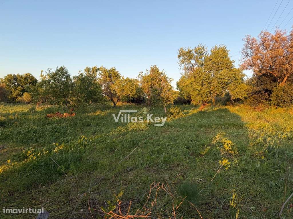 Terreno rústico com terra fértil para agricultura, tanque,nora,bons...-11
