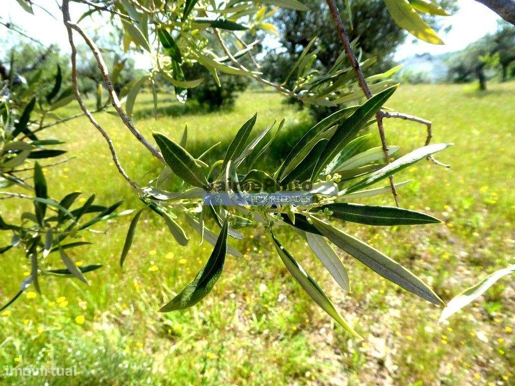 Olival de 6,9ha + Olival de 3ha, Escalhão. Portugal, F. C. Rodrigo,...-7