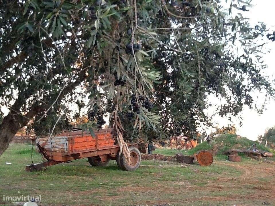 Herdade Mourão 80,44 ha banhada pelas águas do Alqueva-19